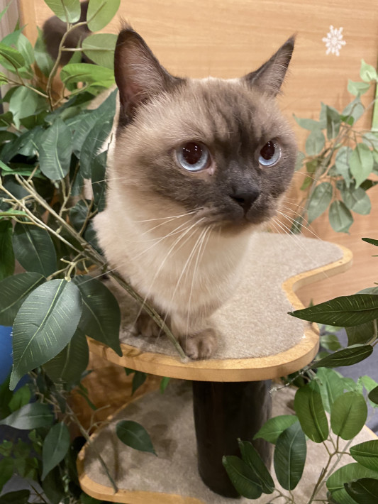 本日7 14木曜日 猫カフェもふにゃん