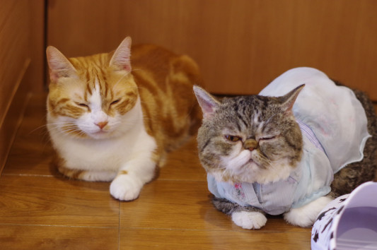 本日2 23土曜日 猫カフェもふにゃん 本日2 23土曜日 猫カフェもふにゃん