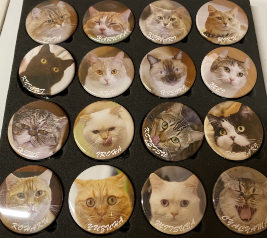本日7 4土曜日 猫カフェもふにゃん 本日7 4土曜日 猫カフェもふにゃん