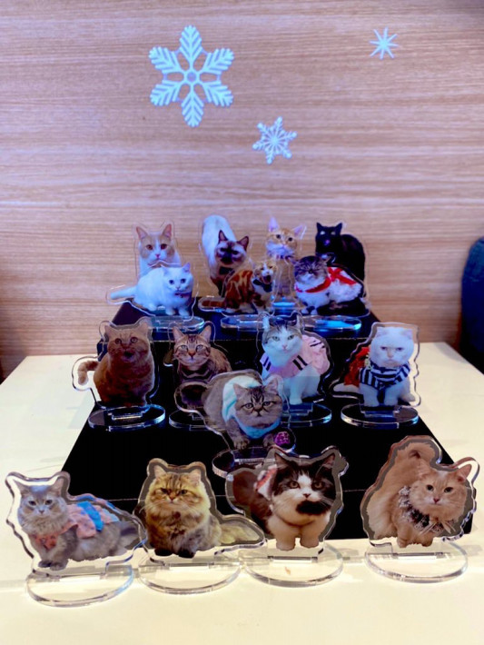 本日8 13土曜日 猫カフェもふにゃん