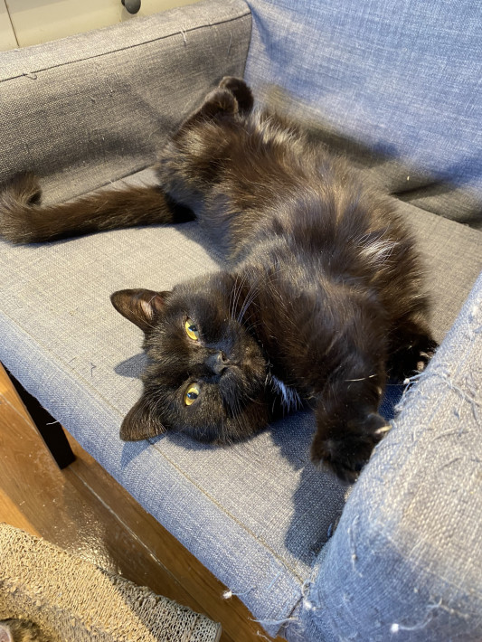 本日1 14金曜日 猫カフェもふにゃん