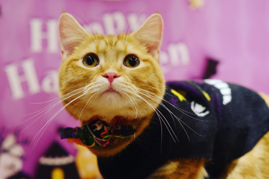 本日10 27土曜日 こはく誕生日 猫カフェもふにゃん 本日10 27土曜日 こはく誕生日 猫カフェもふにゃん