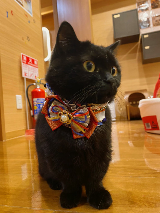 本日2 15月曜日 ナイト4歳の誕生日 猫カフェもふにゃん 本日2 15月曜日 ナイト4歳の誕生日 猫カフェもふにゃん