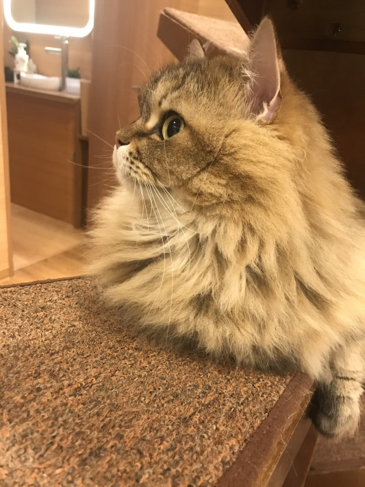 本日11 25月曜日 貸切営業有り 猫カフェもふにゃん 本日11 25月曜日 貸切営業有り 猫カフェもふにゃん