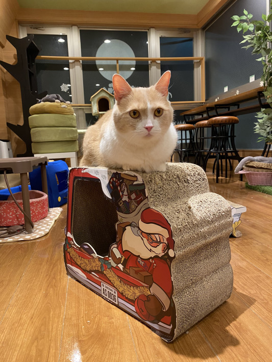 本日4 11月曜日 猫カフェもふにゃん