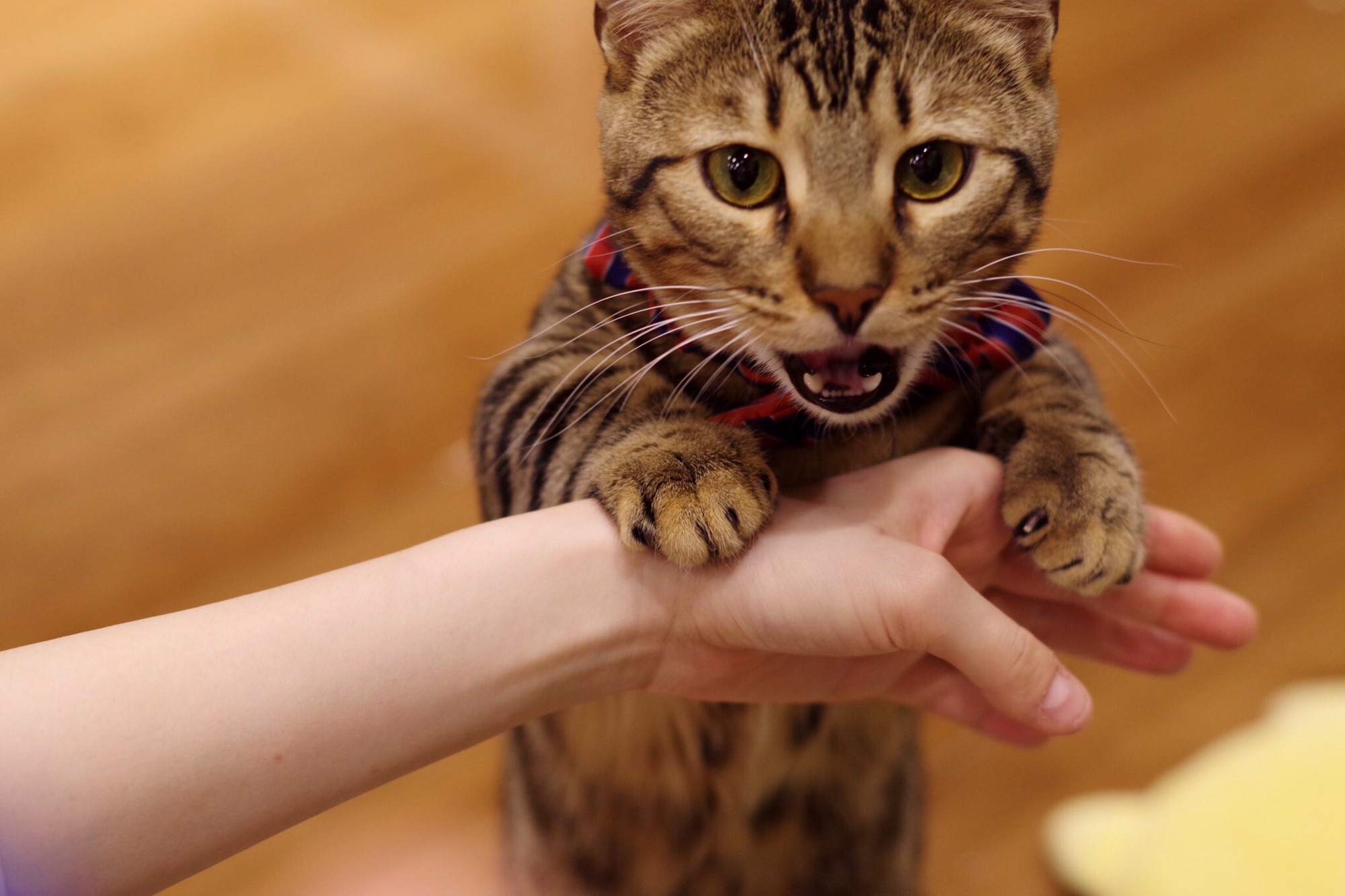 本日6/4火曜日  猫カフェもふにゃん