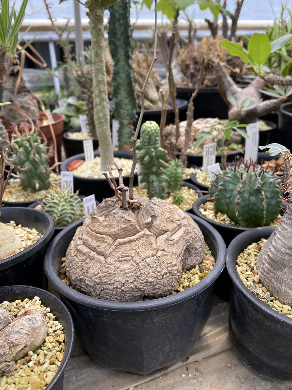 サボテン農家でサボテンを〜グランカクタスとカクタス広瀬 – Lulu's