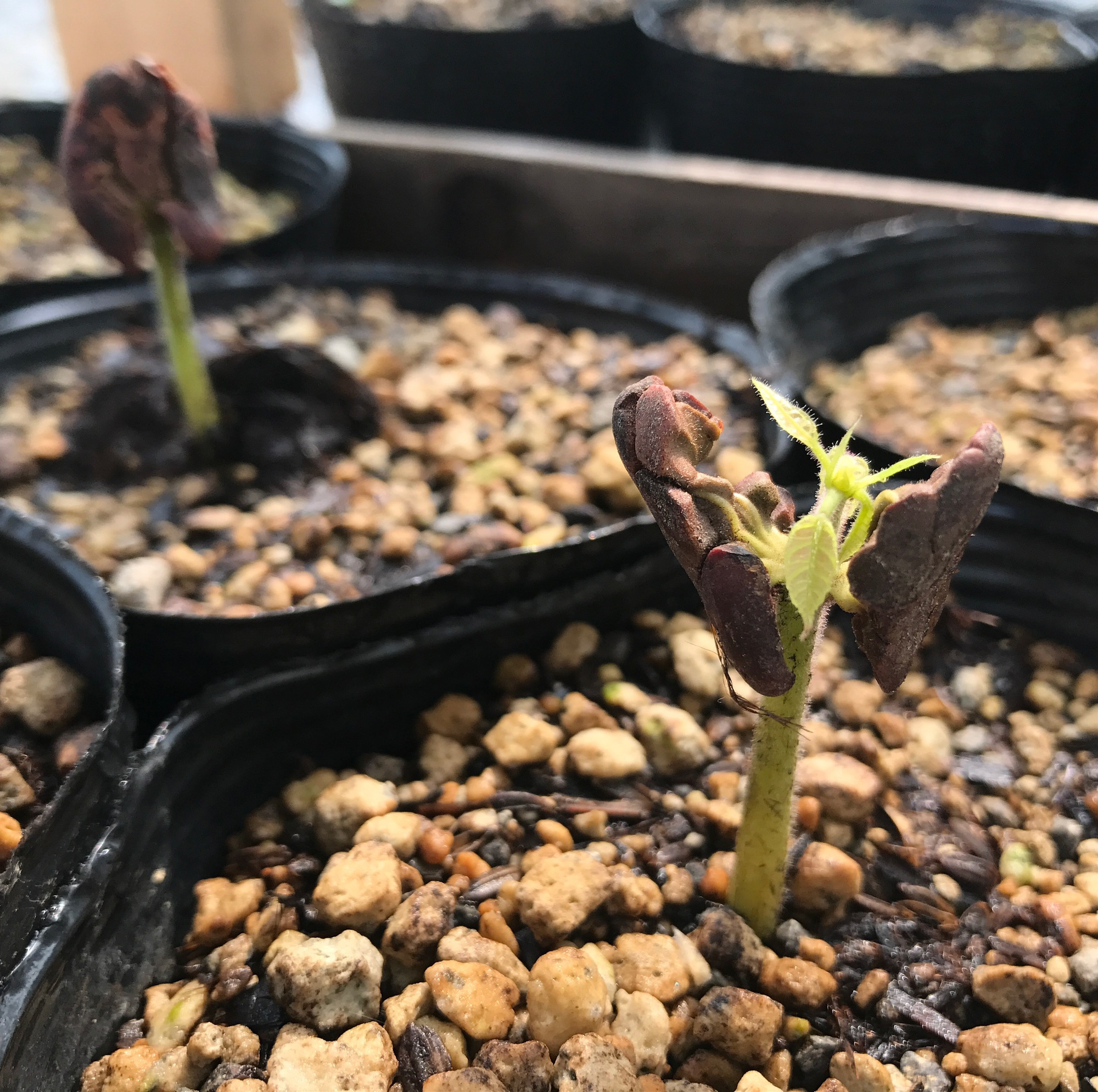 カカオ苗2025年5月植付け カカオ苗2025年5月植付け2ポット カカオ苗2025年5月植付け