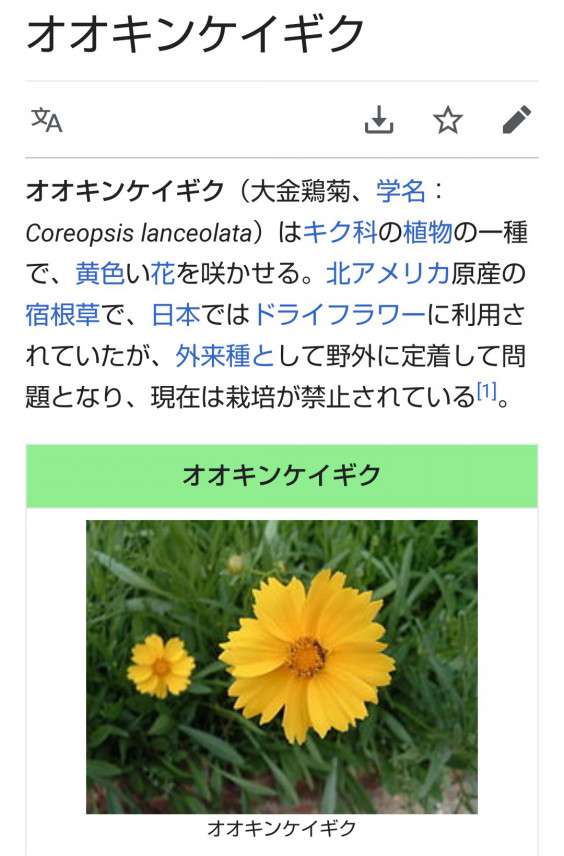 オオキンケイギク 大金鶏菊 二ノ宮かずき 海津市議会議員 Official Site