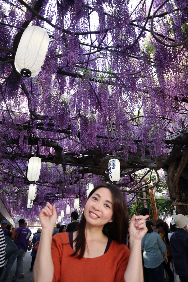 泉南市の藤まつりの写真です 岡本ゆか Official Site