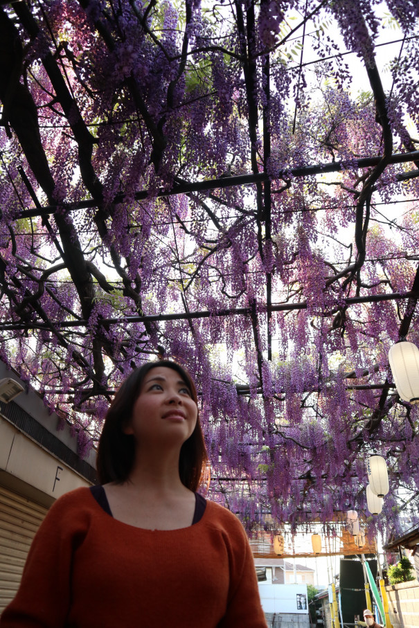 泉南市の藤まつりの写真です 岡本ゆか Official Site 泉南市の藤まつりの写真です 岡本ゆか Official Site