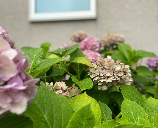 秋色紫陽花 李々佳 縷々綿々