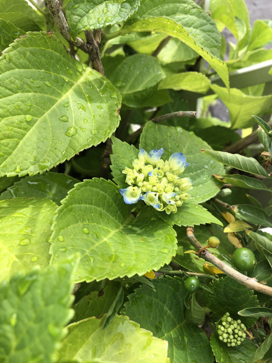 紫陽花の蕾 李々佳 縷々綿々