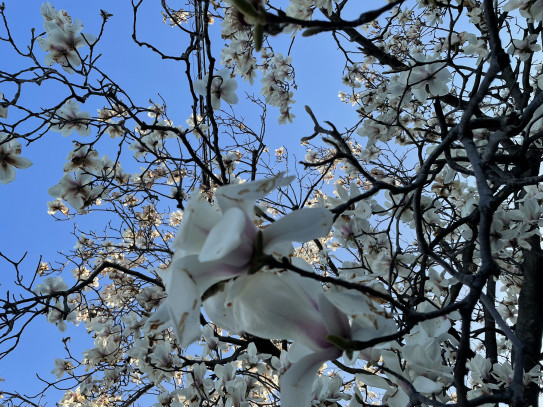 おかげさまです 李々佳 縷々綿々