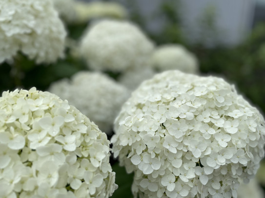 アナベル 白い紫陽花 李々佳 縷々綿々