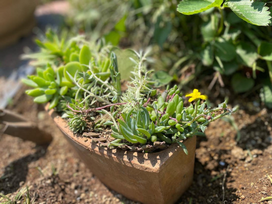 季節外れのルビーネックレスの花 李々佳 縷々綿々