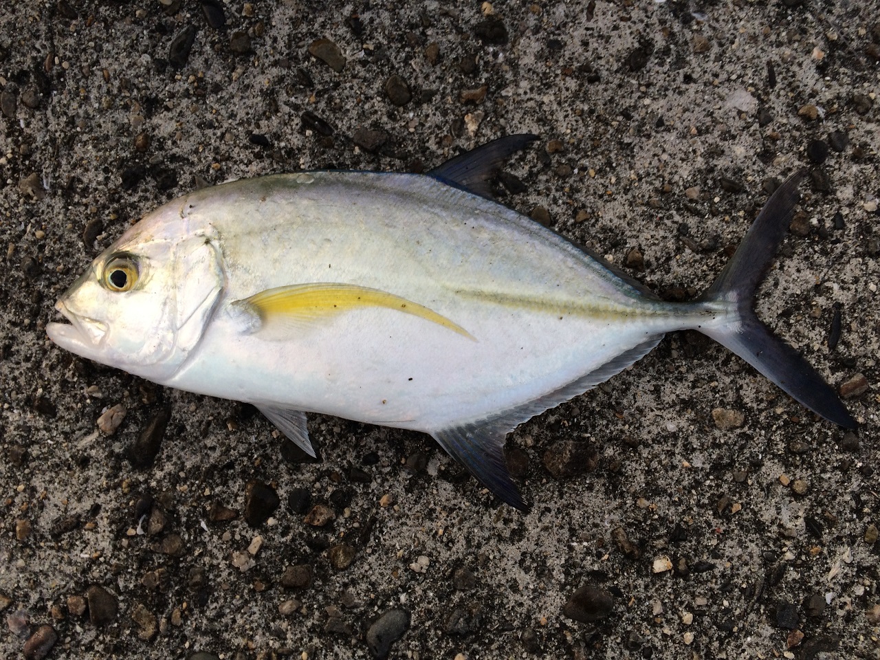 魚種 近畿釣行ぶらり旅