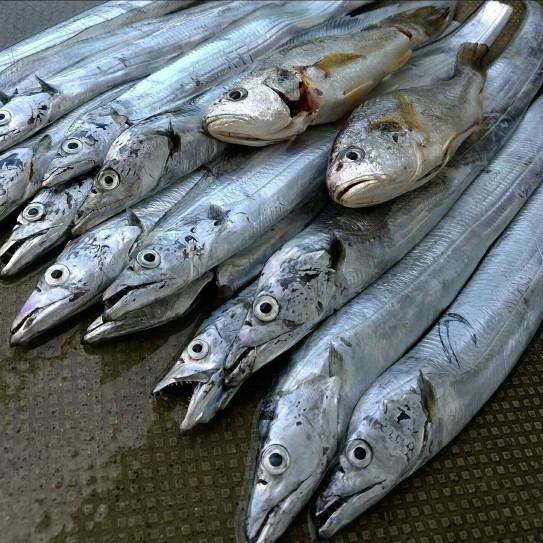 太刀魚とグチ Yuamour S 太刀魚の写真館