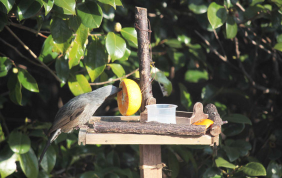 野鳥のえさ台 Hikoshima Base