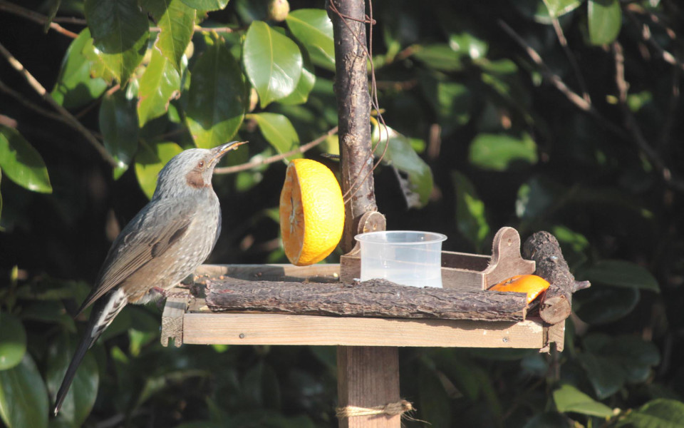 野鳥のえさ台 Hikoshima Base