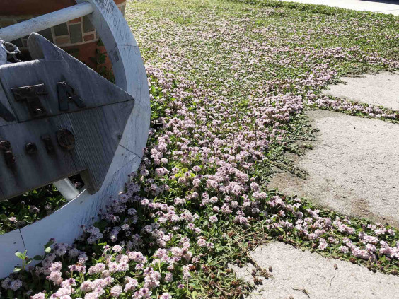 5月の庭の様子 Hikoshima Base