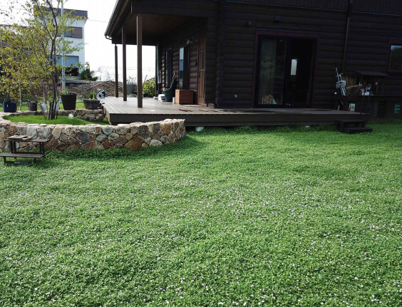 庭のイワダレソウ クラピアの被覆完了 Hikoshima Base