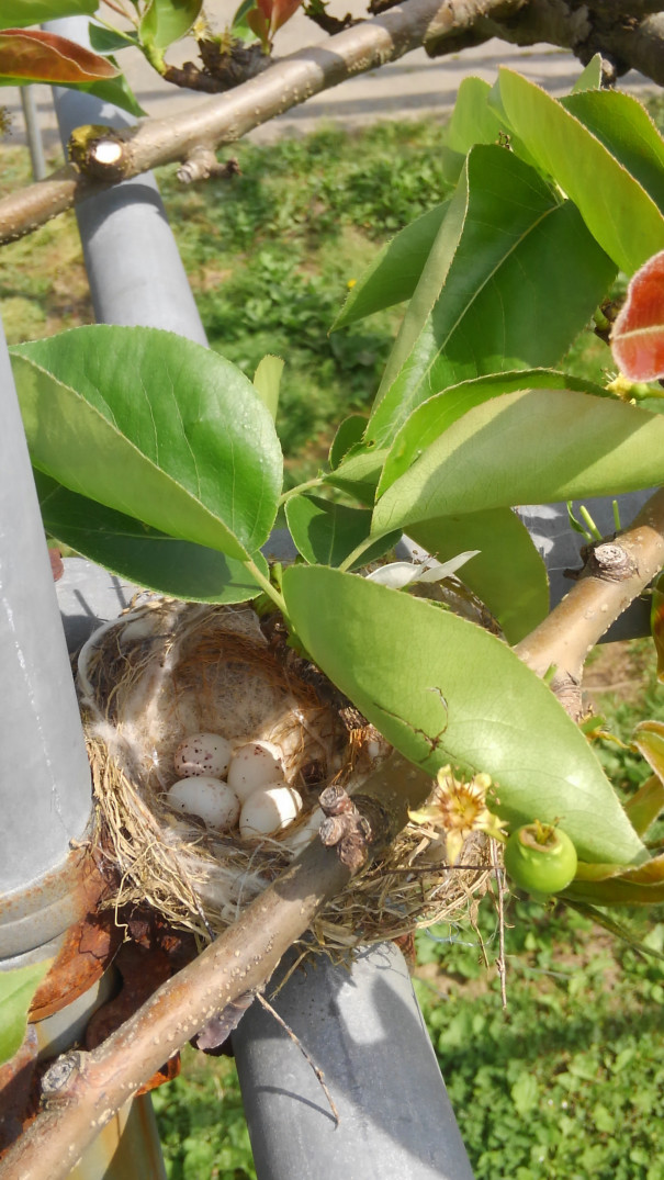 梨の畑で生まれた鳥の赤ちゃん やっさん農場 Yassan Farm