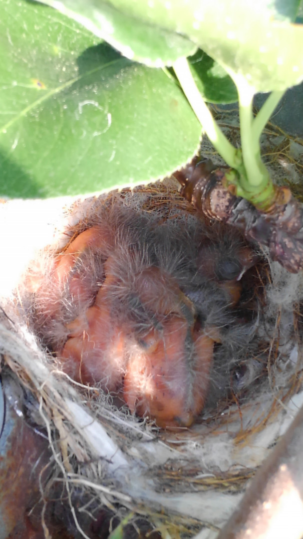 梨の畑で生まれた鳥の赤ちゃん やっさん農場 Yassan Farm 梨の畑で生まれた鳥の赤ちゃん やっさん農場 Yassan Farm