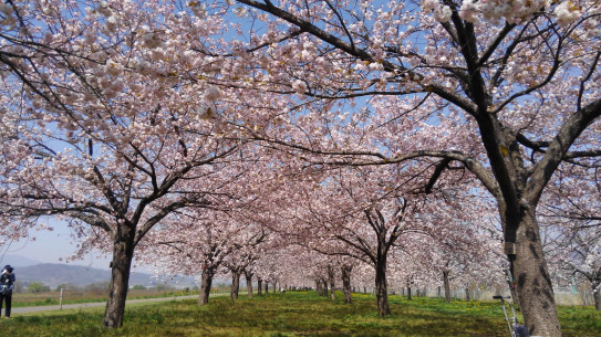 最近 人気爆発 小布施の桜並木 やっさん農場 Yassan Farm