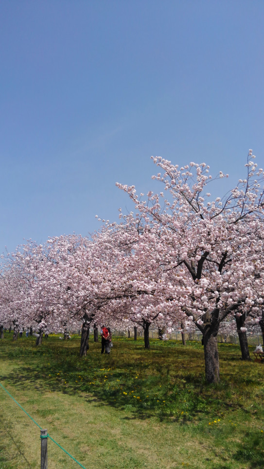 最近 人気爆発 小布施の桜並木 やっさん農場 Yassan Farm