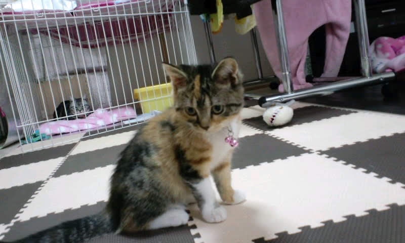 ねこ 猫に逢えるカフェ 『ねこのひたい』