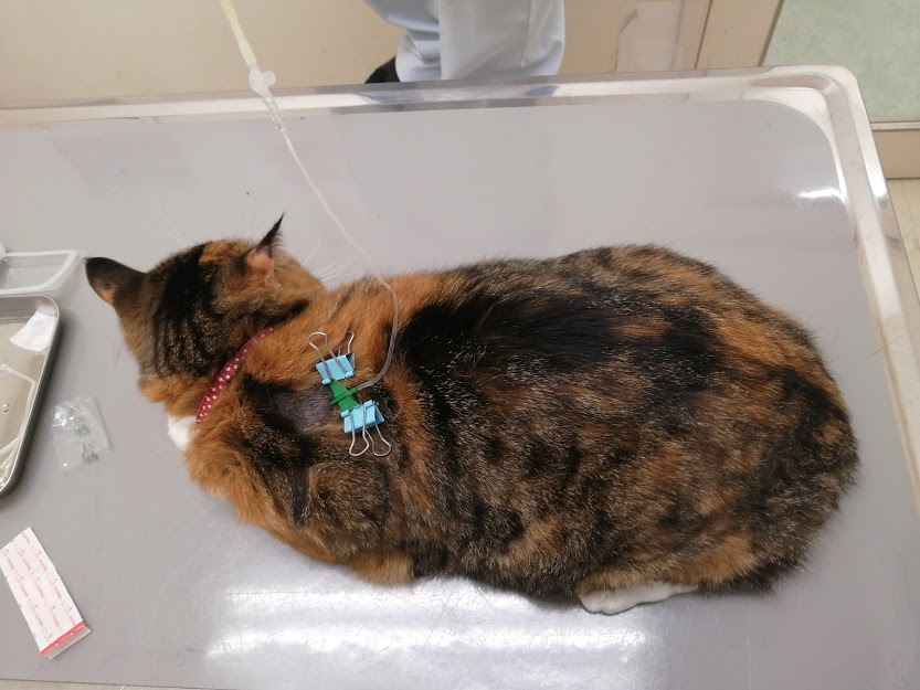 ねこ  猫に逢えるカフェ 『ねこのひたい』