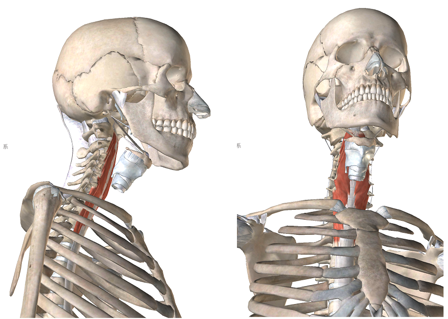 頸長筋の解剖