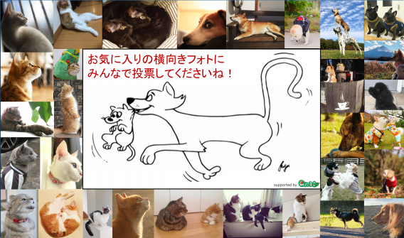 みんなで投票しよう 横向きの猫 犬のフォトコンテスト エントリー写真を公開 エキウミ 茅ヶ崎のローカルインタビューメディア