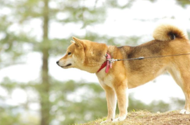 エキウミのロゴにちなんだ 猫 犬の横向きフォトコンテスト の大賞が決定 Shibainu Non 柴犬のん さん おめでとうございます エキウミ 茅ヶ崎のローカルインタビューメディア