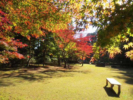 もみじ谷 18年11月16日 水戸 紅葉 Family Photo Storage 1