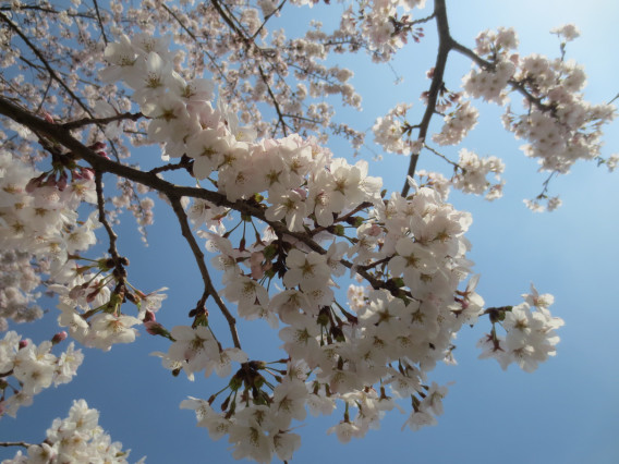 偕楽園公園 18年3月28日 水戸 桜 Family Photo Storage 1