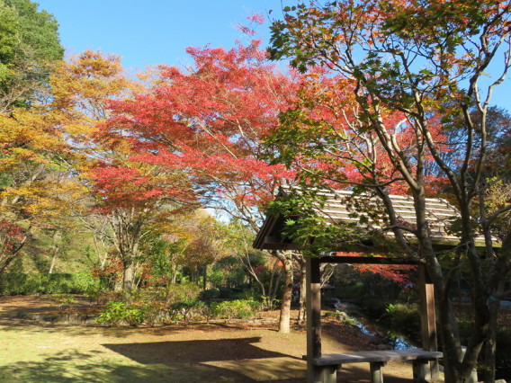 もみじ谷 19年11月12日 水戸 紅葉 Family Photo Storage 1