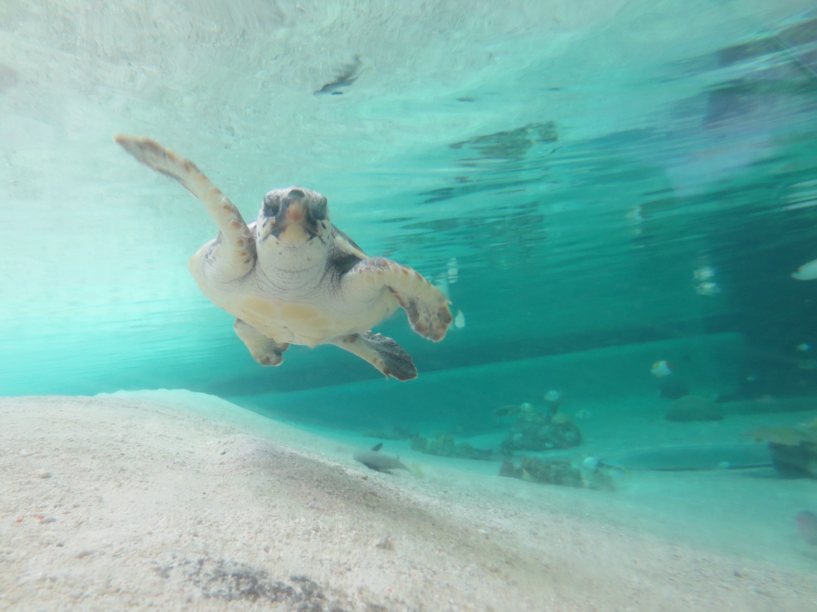 鴨川シーワールド 鴨川 水族館 Family Photo Storage 1