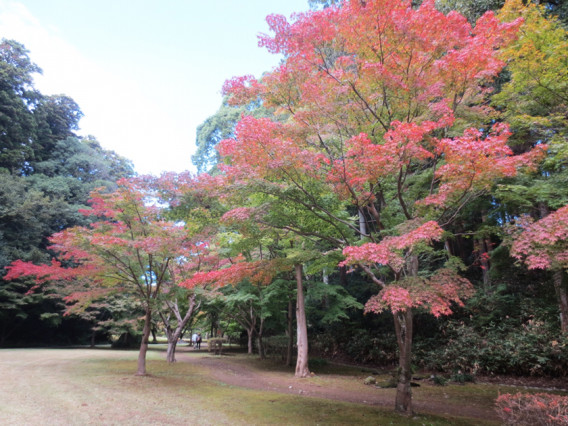 もみじ谷 偕楽園公園 18年10月31日 水戸 紅葉 コスモス Family Photo Storage 1