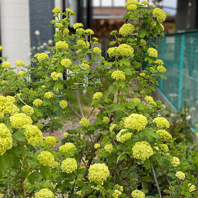 ビバーナム スノーボール 菰野町 四日市市のフラワーアレンジメント教室atelier Viola ビバーナム スノーボール 菰野町 四日市市のフラワーアレンジメント教室atelier Viola