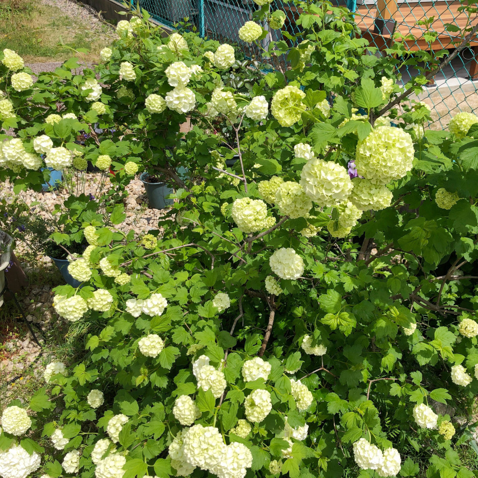 ビバーナム スノーボール 菰野町 四日市市のフラワーアレンジメント教室atelier Viola