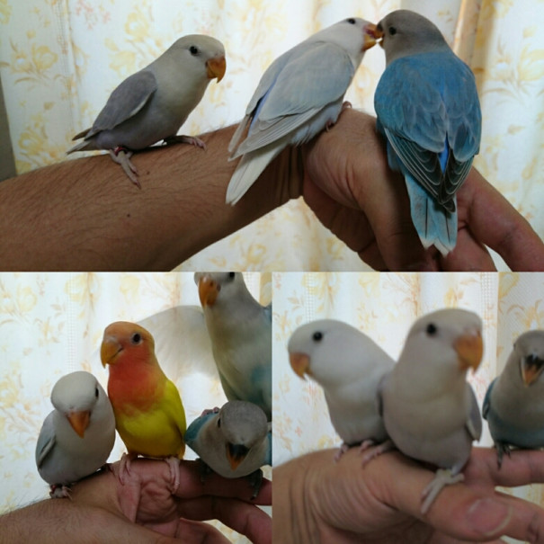 Co Or Bird Co Or Bird