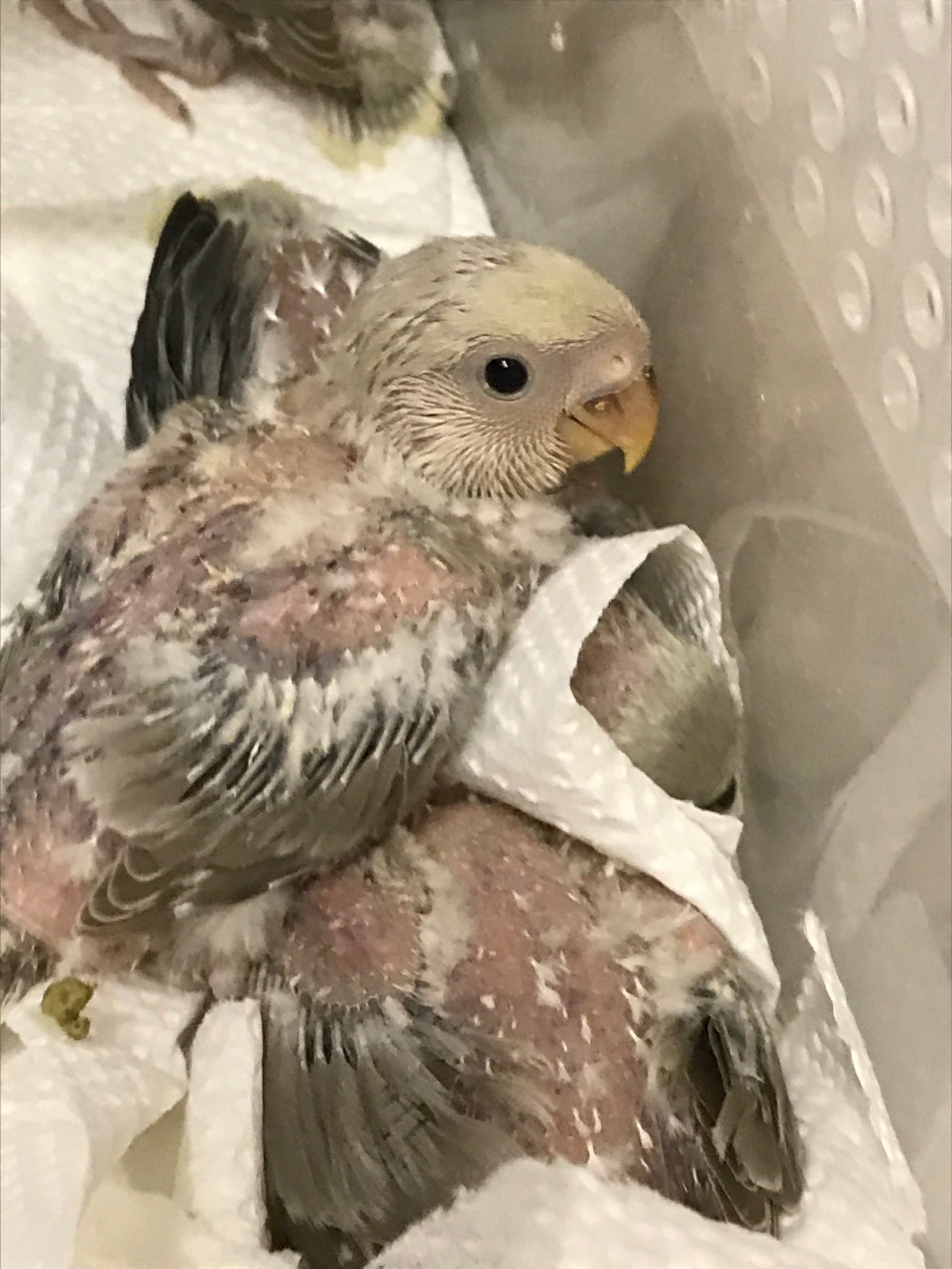 コザクラインコ雛巣上げしました 1月6日更新 Co Or Bird コザクラインコ雛巣上げしました 1月6日更新 Co Or Bird