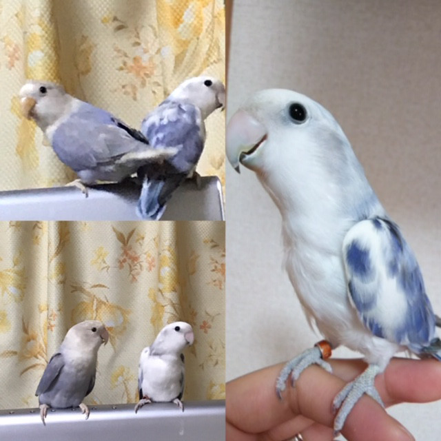 小桜インコ孵化致しました Co Or Bird