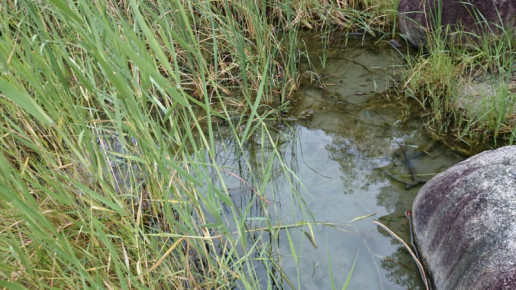 メダカ捕獲 木津川ぐらし