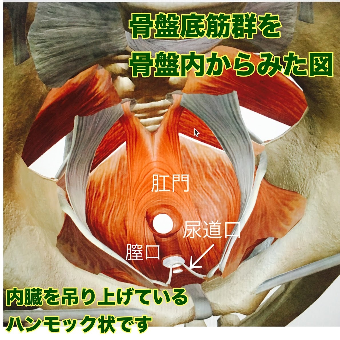 骨盤筋群 – ためしてガッテン骨盤底筋体操 – GJTU