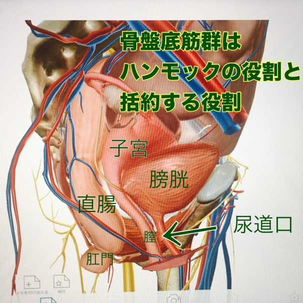 骨盤底筋群について トークセンタイマッサージsunari