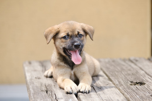 呉市動物愛護センター 愛犬写真家 花本晋