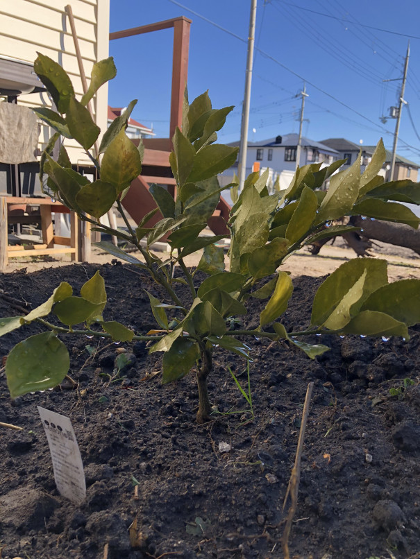 レモンの苗植え替え 宝塚小林農園